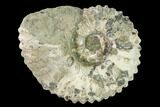 Bumpy Ammonite (Douvilleiceras) Fossil - Madagascar #160369-1